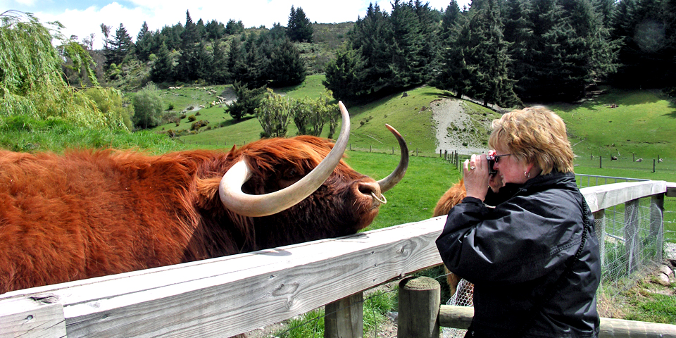 Among the animals you’ll meet at Walter Peak Farm are Scottish Highland cattle.