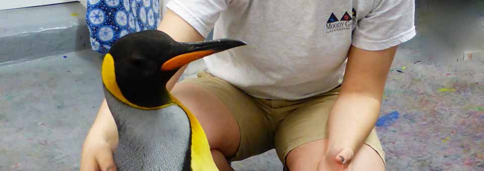 Penguin Encounter at the Aquarium, Moody Gardens, Galveston, Texas