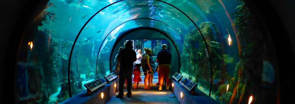 Aquarium at Moody gardens, Galveston, Texas