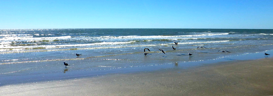Seabirds on the Gulf, Galveston, Texas