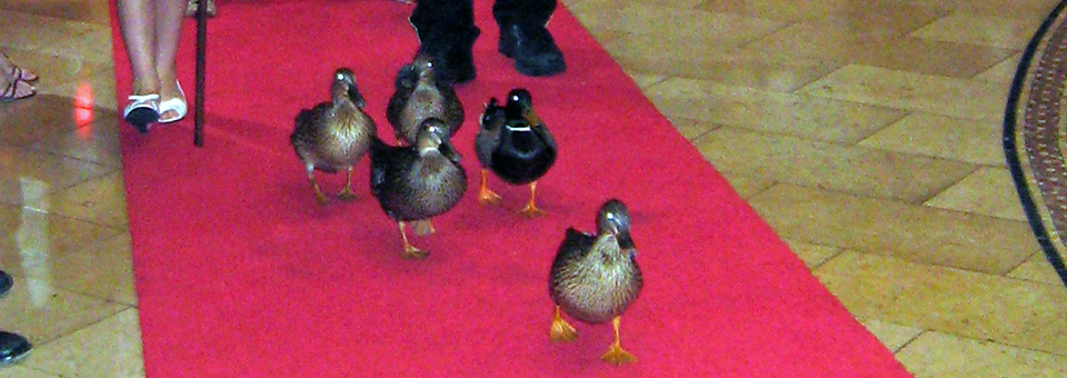 ducks of the Peabody Hotel, Little Rock