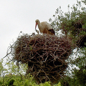 Chellah, stork and baby nest, Rabat
