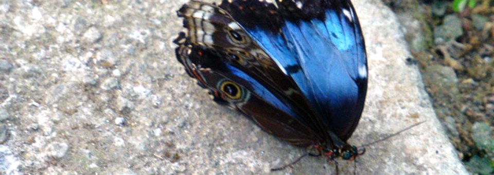 Costa Rican Blue Morpho butterfly