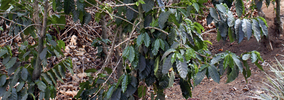 coffee plants, Costa Rica