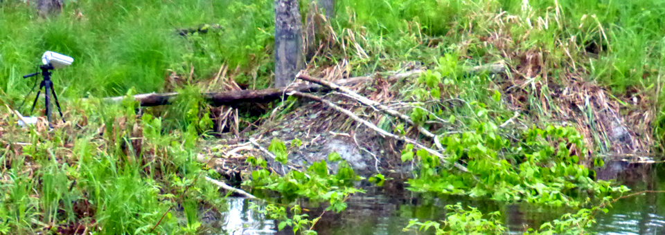 Eco-Odyssée webcam and beaver habit