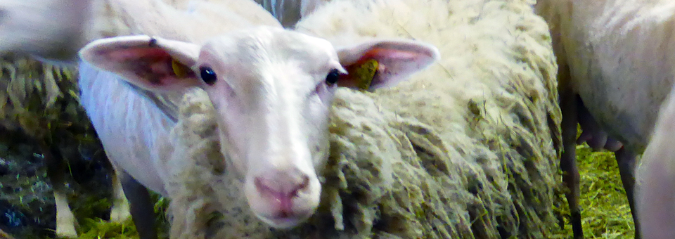 sheep at Les Folies Bergères