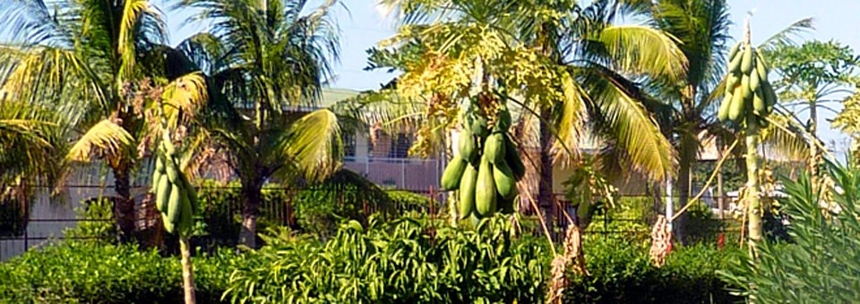 mangos, Nicaragua 