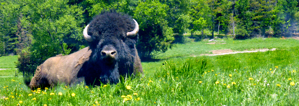 bison at Parc Oméga:/Omega Park 