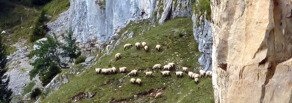Appenzell hike sheep, Switzerland
