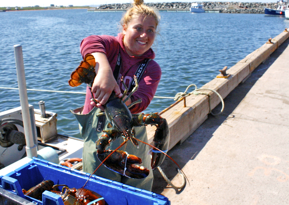 lobster catch in the Magdalen Islands