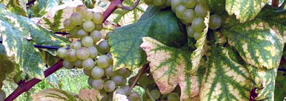 Chasselas grapes in the Lavaux region of Switzerland