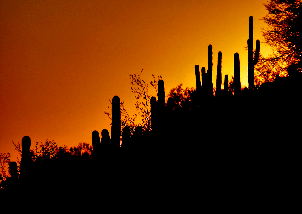 cactus at sunset, The Phoenician, Scottsdale, Arizona