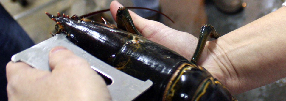 measuring a lobster, Hall's Harbour Lobster Pound, Nova Scotia
