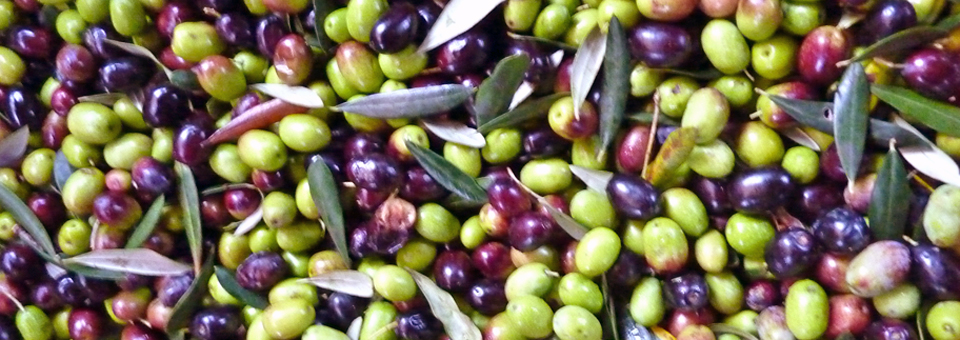 olives at Borgo della Limonaia