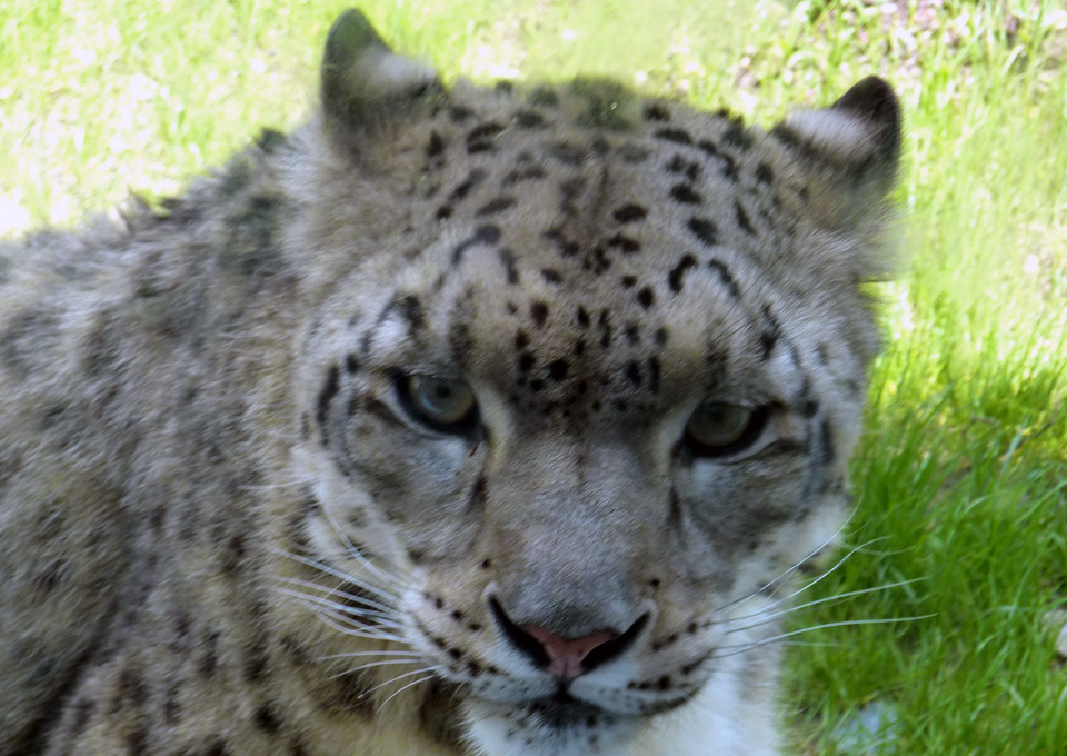 a face-to-face encounter with a snow leopard in the Granby Zoo