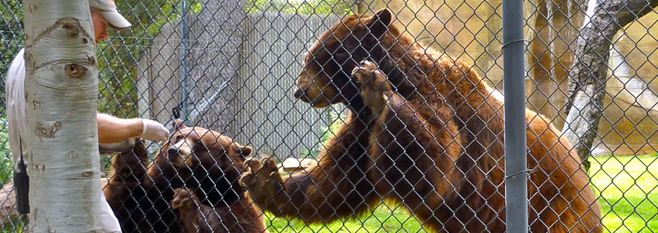 bears, Irvine Regional Park, Irvine, California
