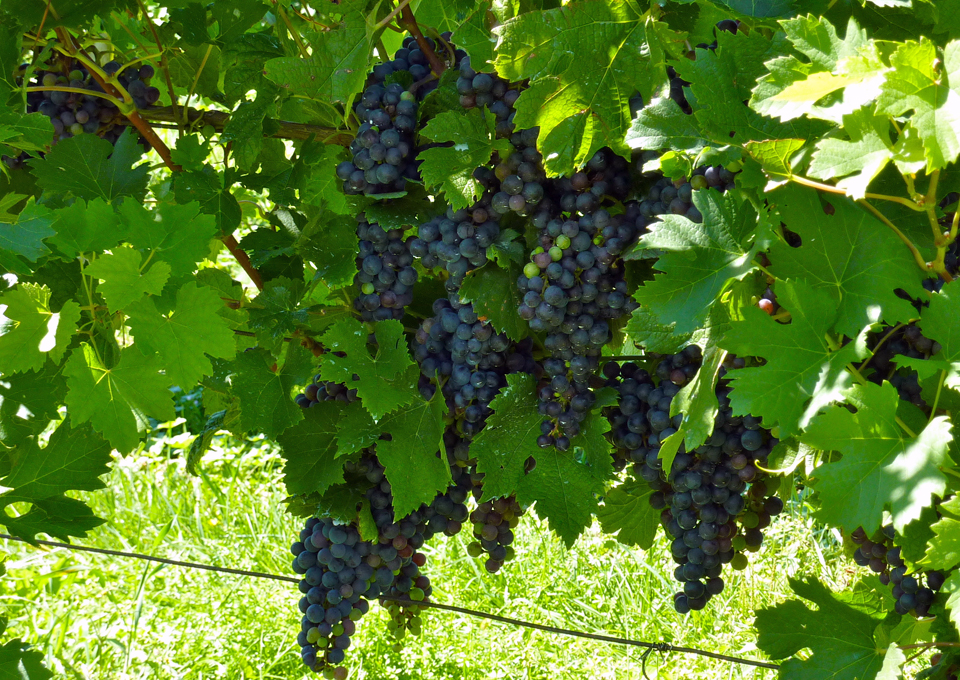grapes, Casa Larga Vineyards, Fairpoint, New York TITLE
