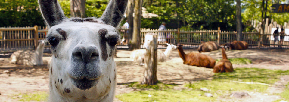 llama at the Granby Zoo, Eastern Townships, Quebec, Canada