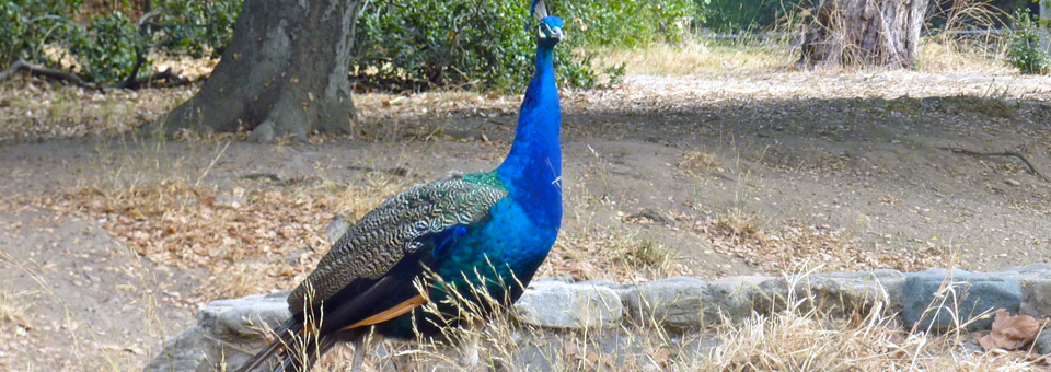 peacock, Irvine Regional Park, Irvine, California