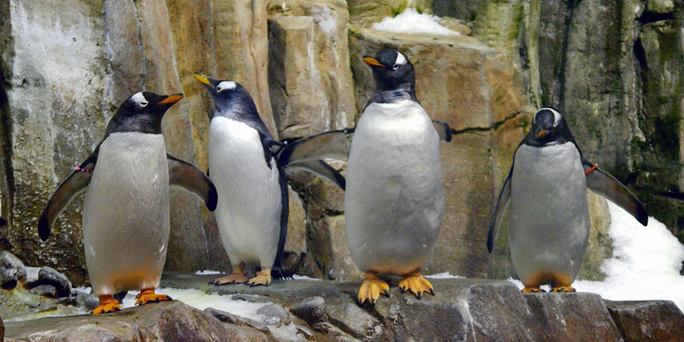 penguins in the Biodome, Montreal, Canada