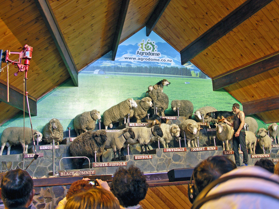 Agrodome Sheep Show, Rotorua, New Zealand