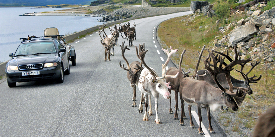 Arctic traffic jam, Norway with Hurtigruten