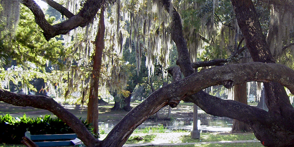 Spanish moss at City Park, New Orleans, Louisiana