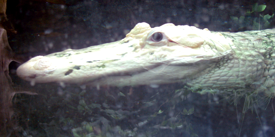 white alligator, Audubon Zoo, New Orleans, Louisiana