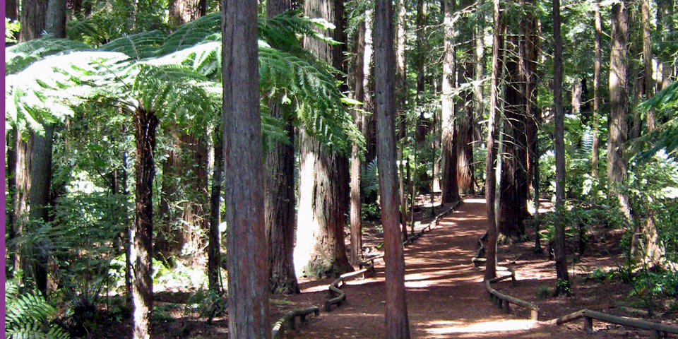 giant redwoods Rotorua, New Zealand