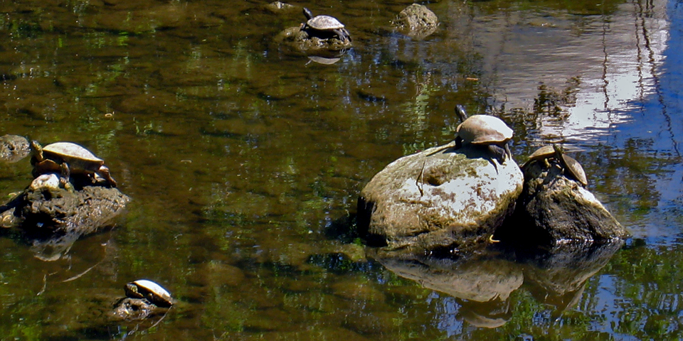 Turtles were among those enjoying the sunshine along Austin’s Hike and Bike Trail on Lady Bird Lake.