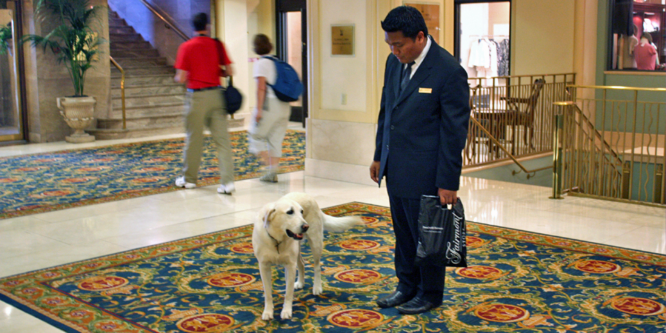 Mavis, the canine ambassador at the Fairmont Hotel, Vancouver