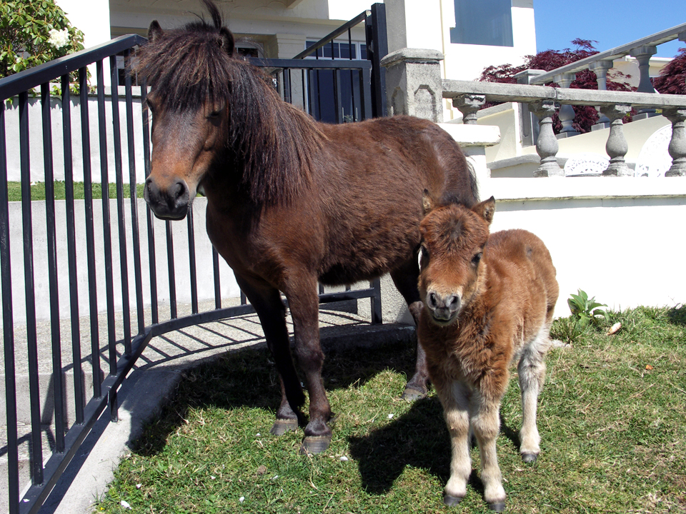 shetland ponies, Peppers on the Point, Rotorua, New Zealand