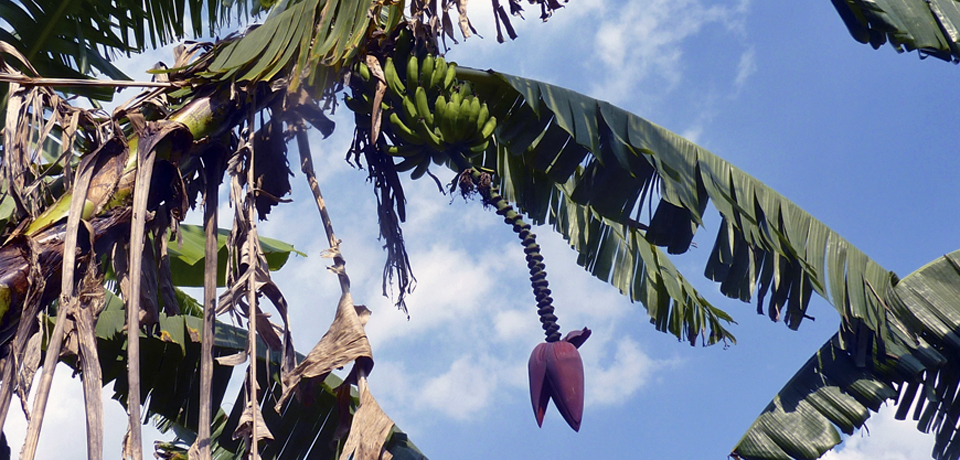 banana tree, Costa Rica 