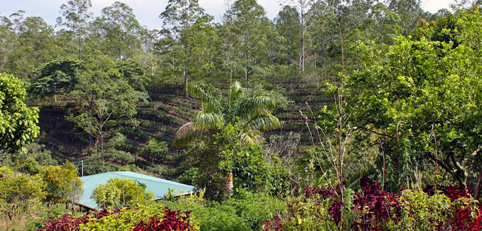 Espiritu Santo Coffee Plantation, Costa Rica