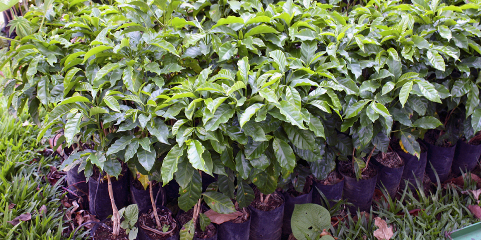 coffee plants ready for planting, Costa Rica
