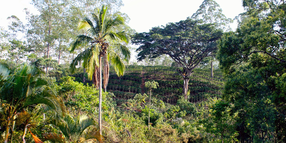Espiritu Santo Coffee Plantation, Costa Rica