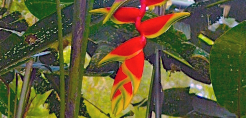 heliconia pendula, Costa Rica