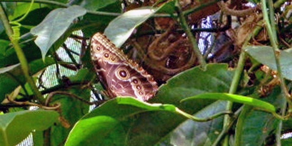 Blue Morpho butterfly at rest, Costa Rica