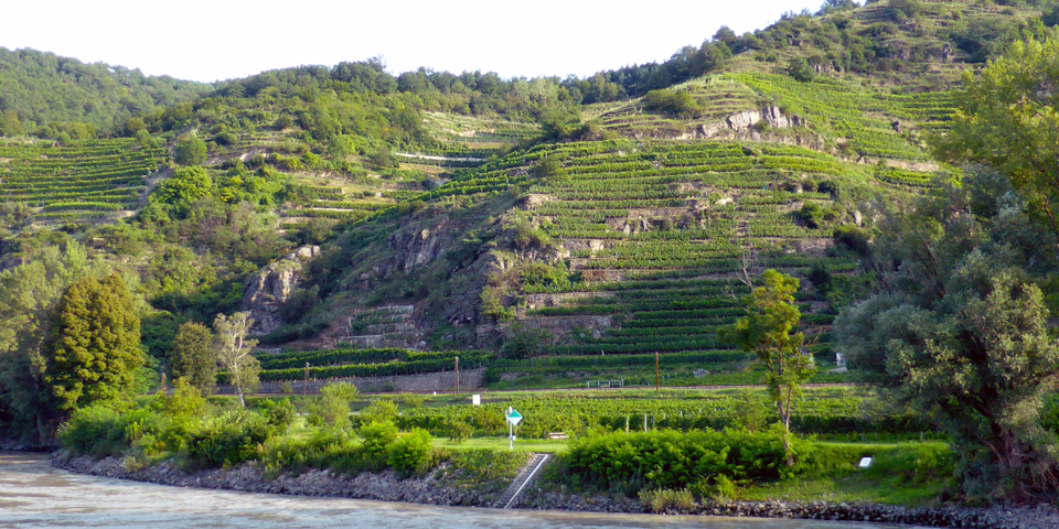 terraced vineyards along the Wachau Valley of the Danube