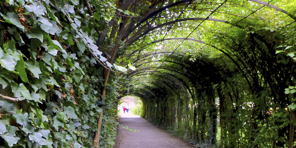  tunnel of hedges, Mirabell Gardens, Salzburg, Austria