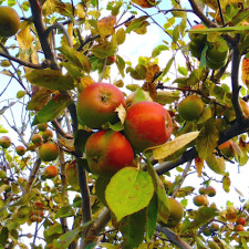 apples, orchards of Cidrerie Verger Pedneault, Charlevoix, Quebec, Canada
