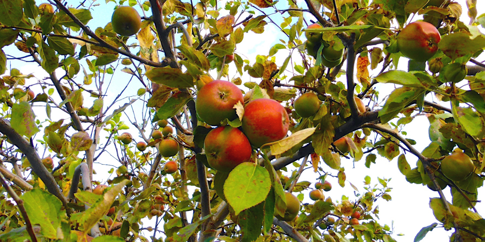 apples, orchards of Cidrerie Verger Pedneault, Charlevoix, Quebec, Canada