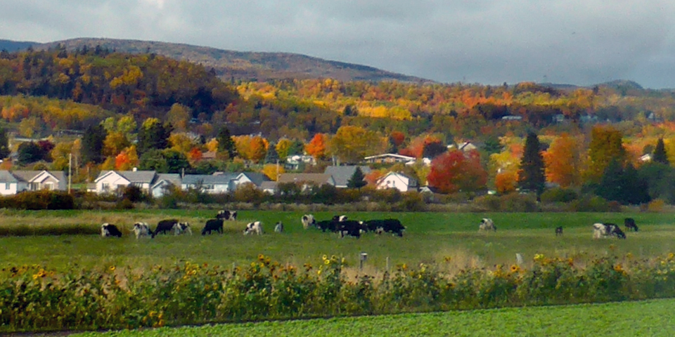 cows, Baie-Saint-Paul, Charlevoix, Quebec, Canada