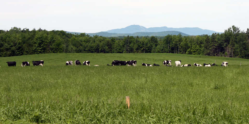 cows at La Station, Eastern Townships, Québec, Canada
