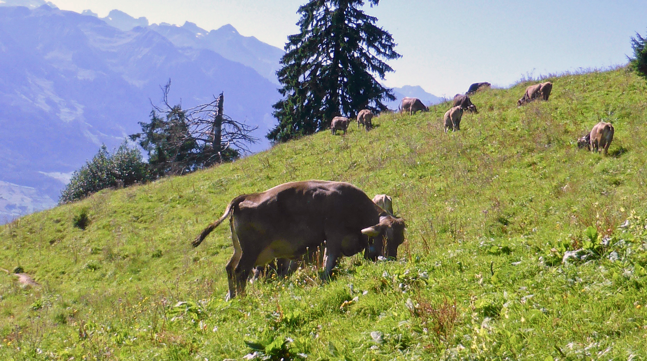 cows grazing on Mt. Pilatus, Switzerland