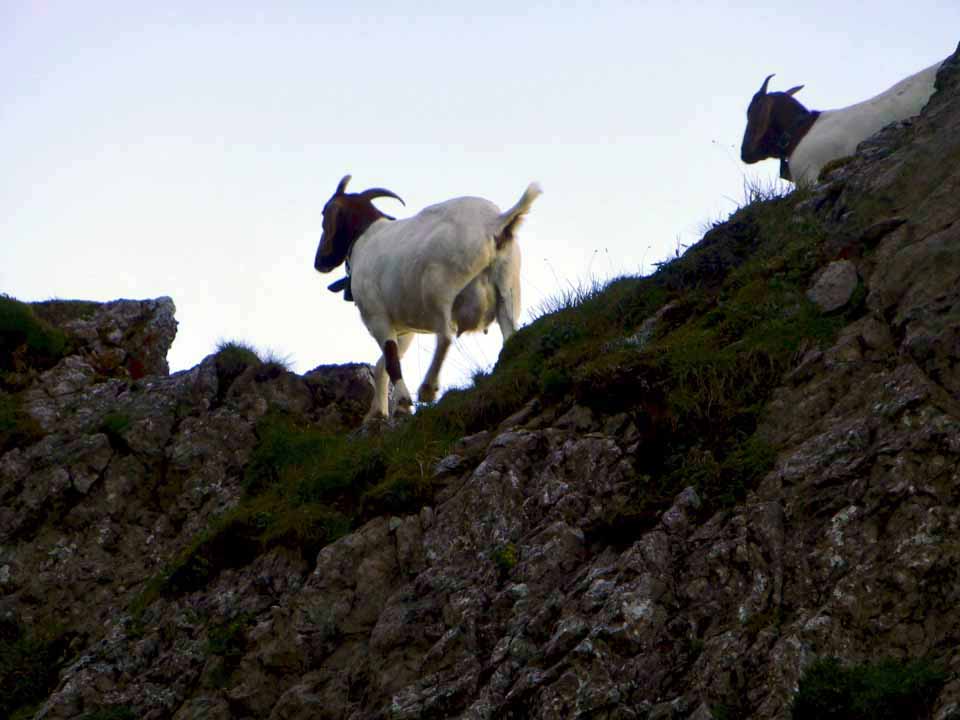 mountain goats, Mt. Pilatus