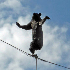 bear on a wire at Bear Pits, Bern, Switzerland