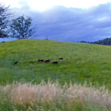 cows grazing at the Biltmore Estate, Asheville, North Carolina