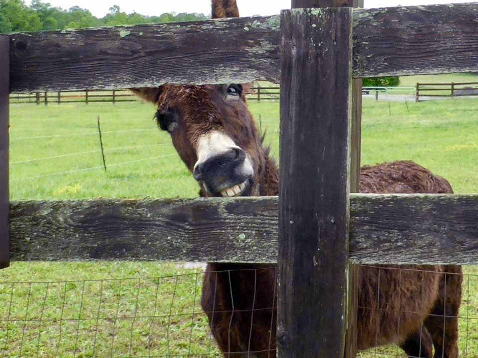 donkey at the Biltmore Estate, Asheville, North Carolina