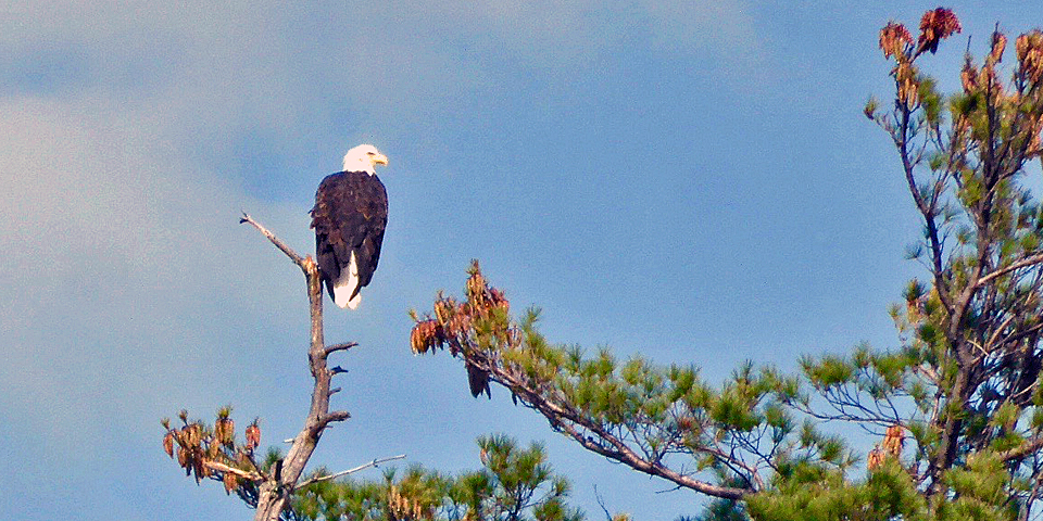 bald eagle, Squam Lake, NH